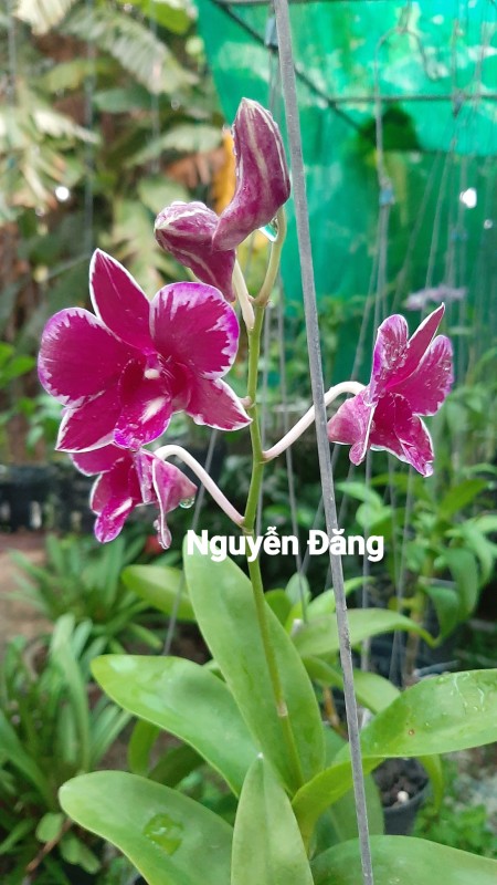 DENDRO CHỚP RUBY NO2