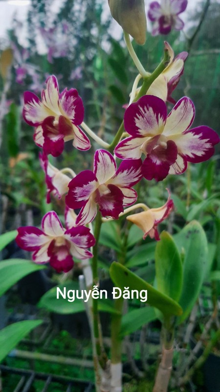 CHỚP TOM (HỒNG XÁC PHÁO)