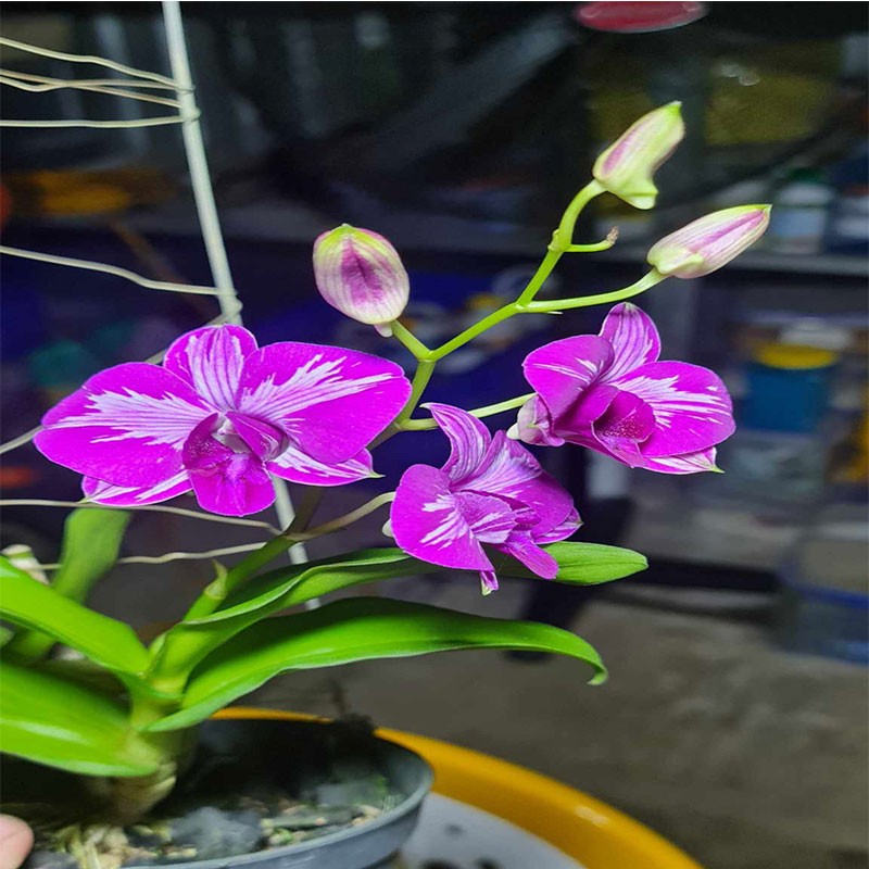 DENDRO CHOP ENOBI VIP