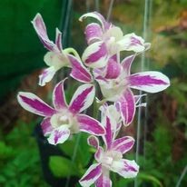 DENDRO CHỚP NONAME NGHỊCH