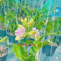 DENDRO CHỚP LAVENDER